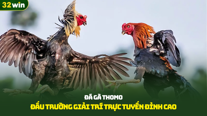 đá gà thomo
