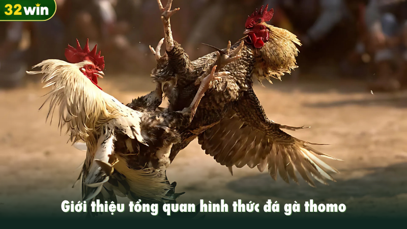 Giới thiệu tổng quan hình thức đá gà thomo