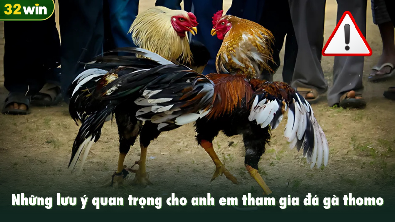 Những lưu ý quan trọng cho anh em tham gia đá gà thomo