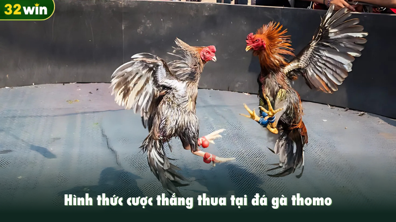 Hình thức cược thắng thua tại đá gà thomo